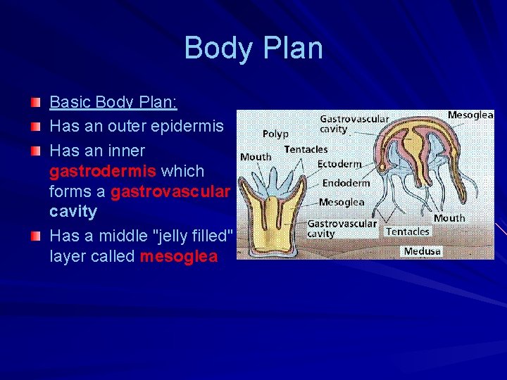 Body Plan Basic Body Plan: Has an outer epidermis Has an inner gastrodermis which Body Plan Basic Body Plan: Has an outer epidermis Has an inner gastrodermis which