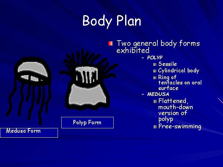 Body Plan Two general body forms exhibited – POLYP Sessile Cylindrical body Ring of Body Plan Two general body forms exhibited – POLYP Sessile Cylindrical body Ring of