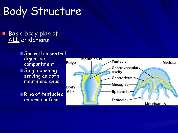 Body Structure Basic body plan of ALL cnidarians Sac with a central digestive compartment Body Structure Basic body plan of ALL cnidarians Sac with a central digestive compartment