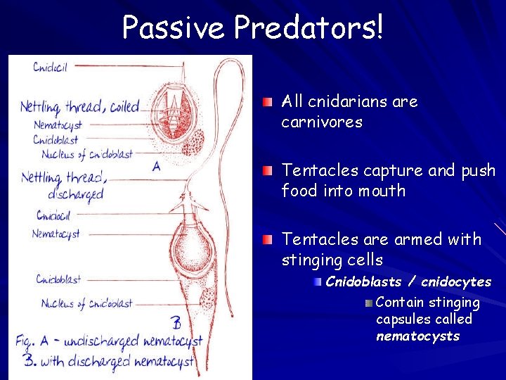 Passive Predators! All cnidarians are carnivores Tentacles capture and push food into mouth Tentacles Passive Predators! All cnidarians are carnivores Tentacles capture and push food into mouth Tentacles
