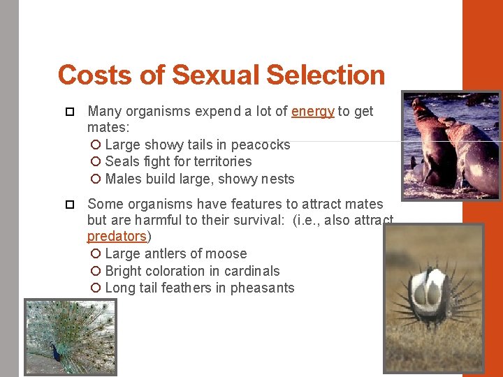 Costs of Sexual Selection Many organisms expend a lot of energy to get mates: