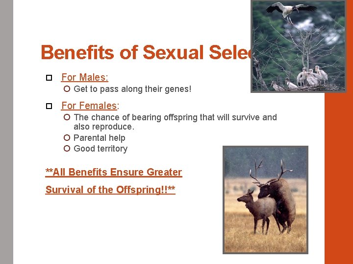 Benefits of Sexual Selection For Males: Get to pass along their genes! For Females: