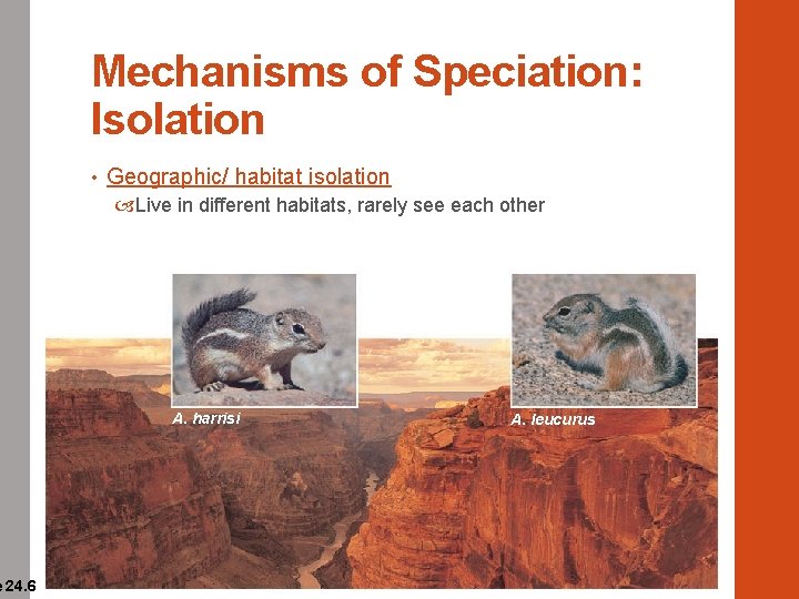 e 24. 6 Mechanisms of Speciation: Isolation • Geographic/ habitat isolation Live in different