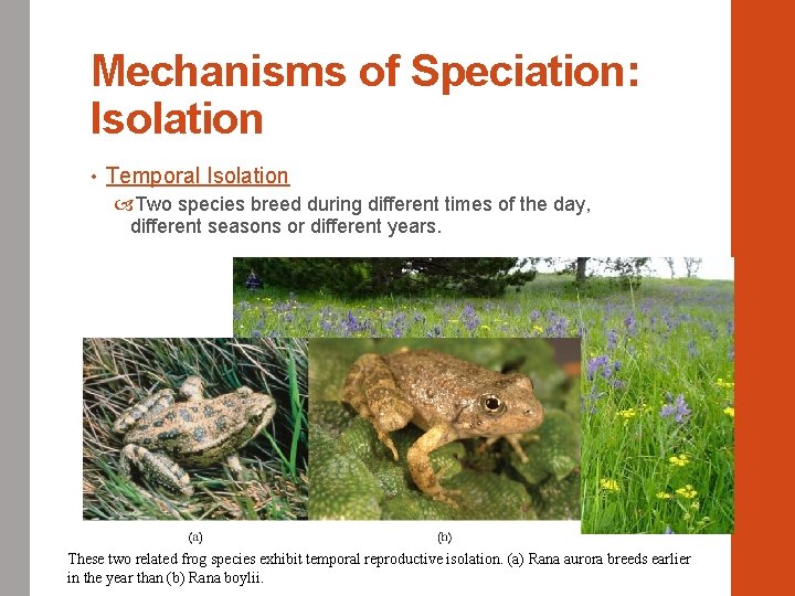 Mechanisms of Speciation: Isolation • Temporal Isolation Two species breed during different times of