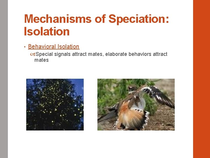 Mechanisms of Speciation: Isolation • Behavioral Isolation Special signals attract mates, elaborate behaviors attract