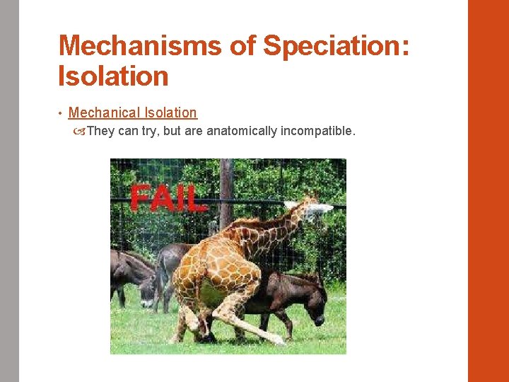 Mechanisms of Speciation: Isolation • Mechanical Isolation They can try, but are anatomically incompatible.