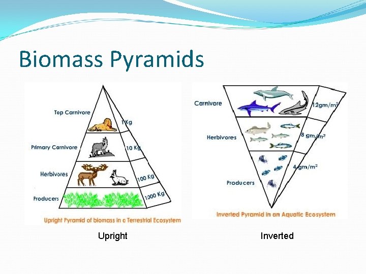 Biomass Pyramids Upright Inverted 