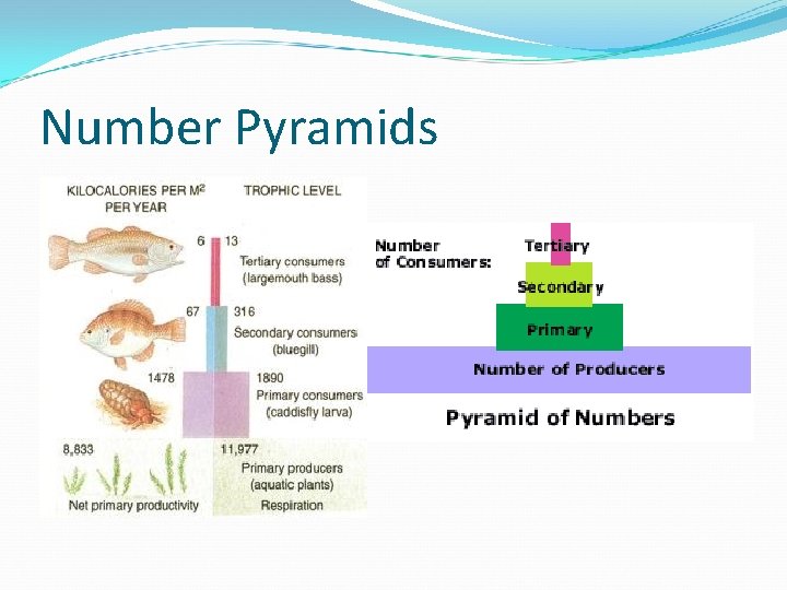 Number Pyramids 