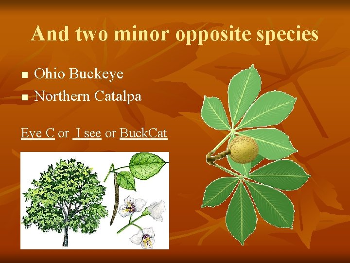 And two minor opposite species n n Ohio Buckeye Northern Catalpa Eye C or