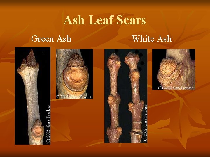 Ash Leaf Scars Green Ash White Ash 