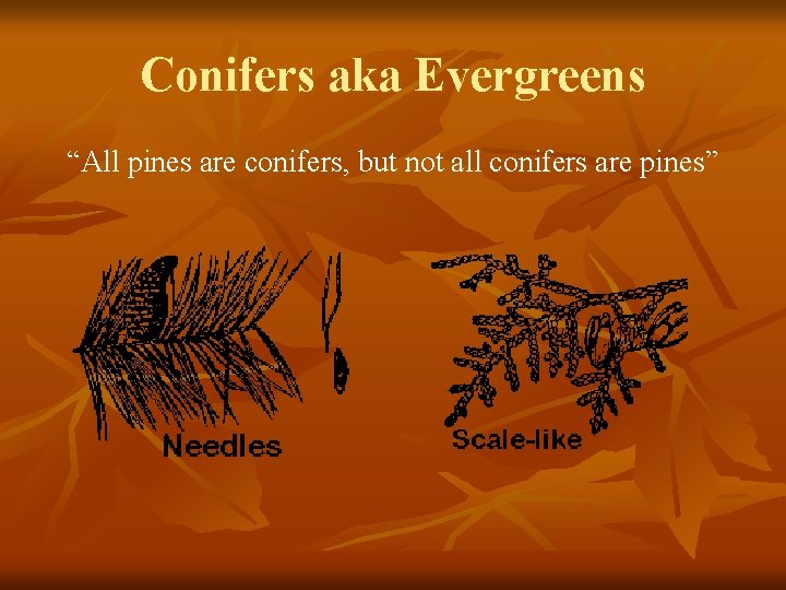Conifers aka Evergreens “All pines are conifers, but not all conifers are pines” 
