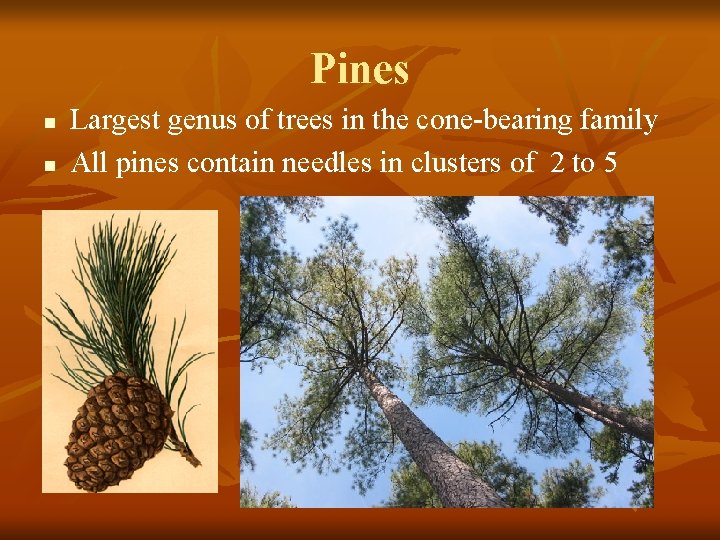 Pines n n Largest genus of trees in the cone-bearing family All pines contain