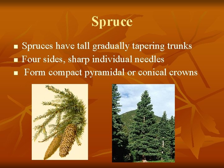 Spruce n n n Spruces have tall gradually tapering trunks Four sides, sharp individual