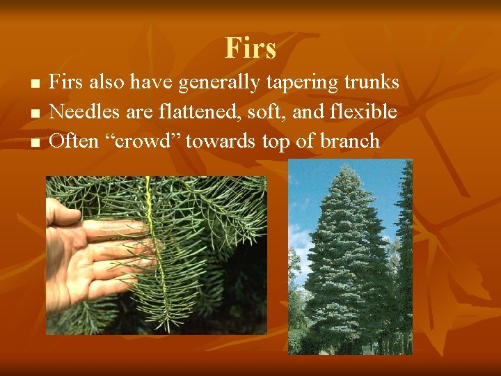 Firs n n n Firs also have generally tapering trunks Needles are flattened, soft,