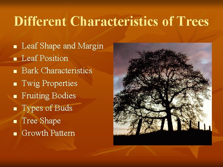 Different Characteristics of Trees n n n n Leaf Shape and Margin Leaf Position