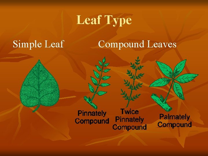 Leaf Type Simple Leaf Compound Leaves 