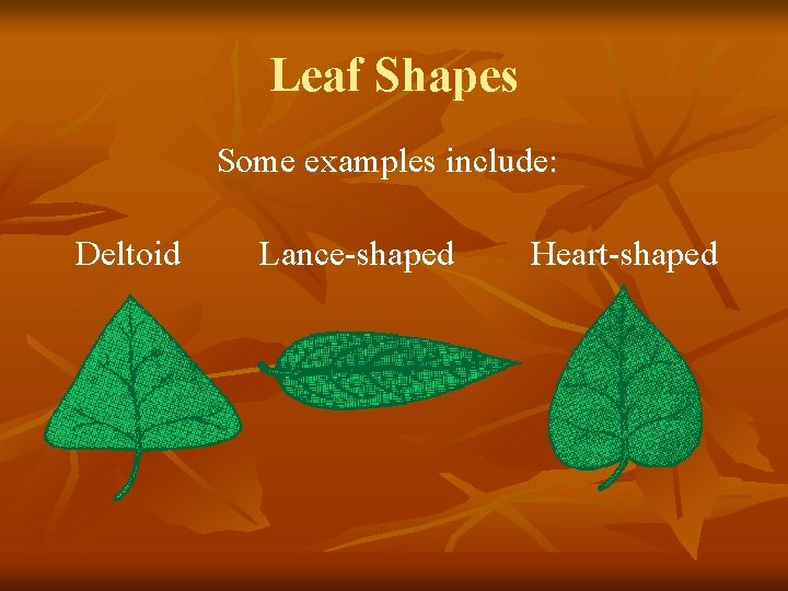 Leaf Shapes Some examples include: Deltoid Lance-shaped Heart-shaped 