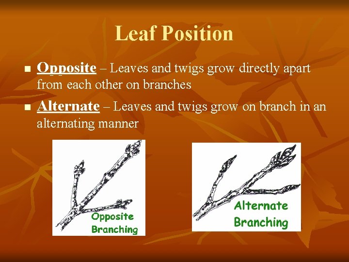 Leaf Position n Opposite – Leaves and twigs grow directly apart from each other