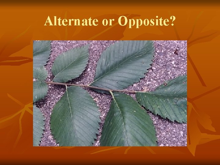 Alternate or Opposite? 