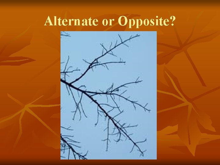 Alternate or Opposite? 