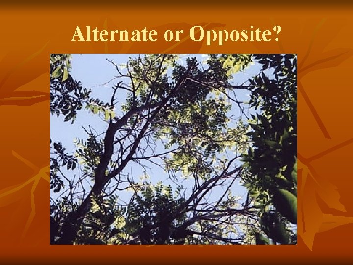 Alternate or Opposite? 