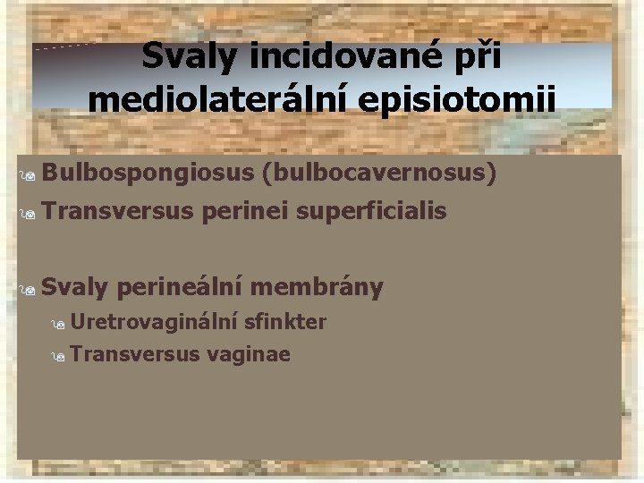 Svaly incidované při mediolaterální episiotomii Bulbospongiosus (bulbocavernosus) 9 Transversus perinei superficialis 9 9 Svaly