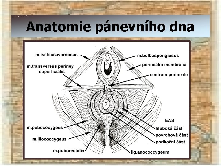 Anatomie pánevního dna 