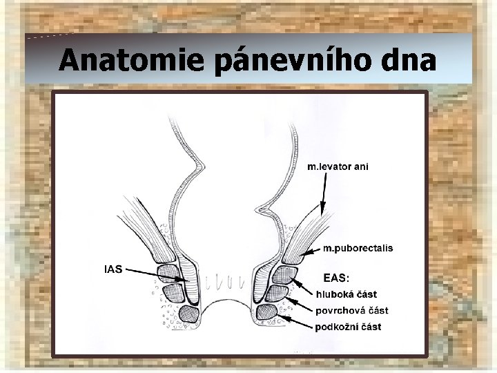 Anatomie pánevního dna 