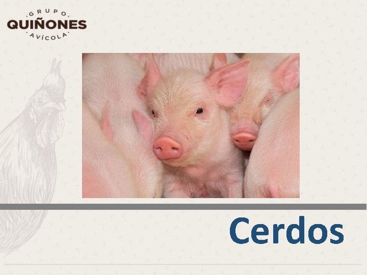 Cerdos 