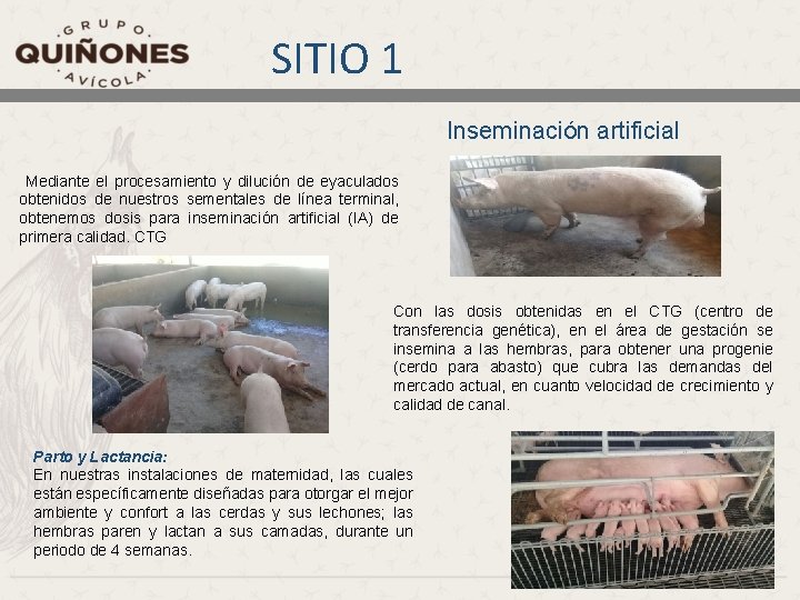 SITIO 1 Inseminación artificial Mediante el procesamiento y dilución de eyaculados obtenidos de nuestros