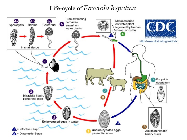 Life-cycle of Fasciola hepatica 