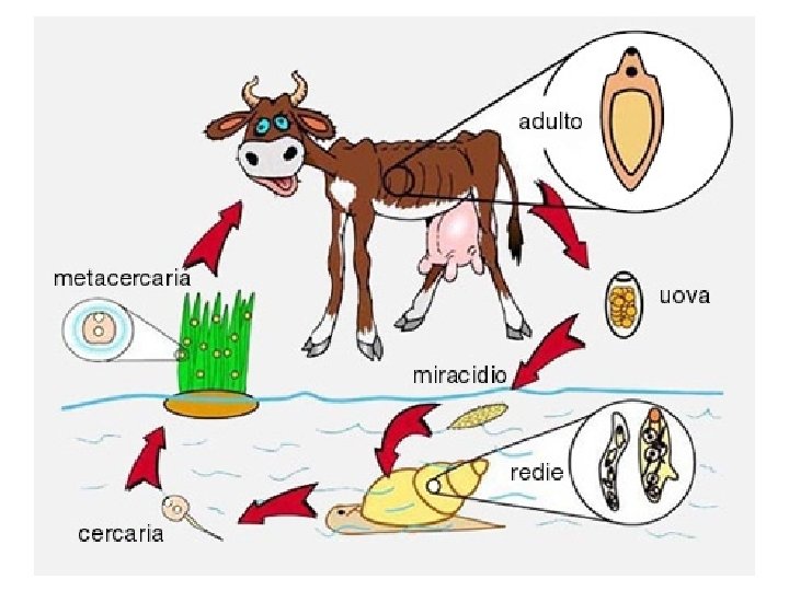 Life cycle of Fasciola hepatica 