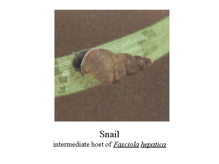 Snail intermediate host of Fasciola hepatica 