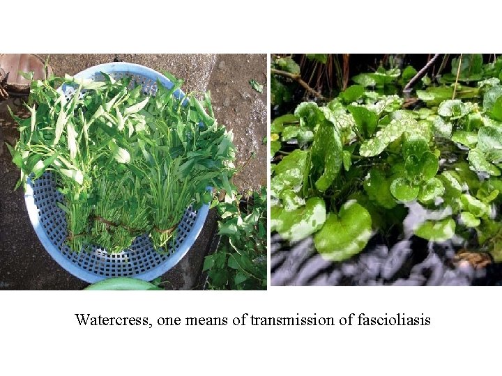 Watercress, one means of transmission of fascioliasis 