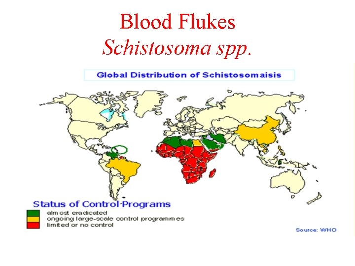 Blood Flukes Schistosoma spp. 