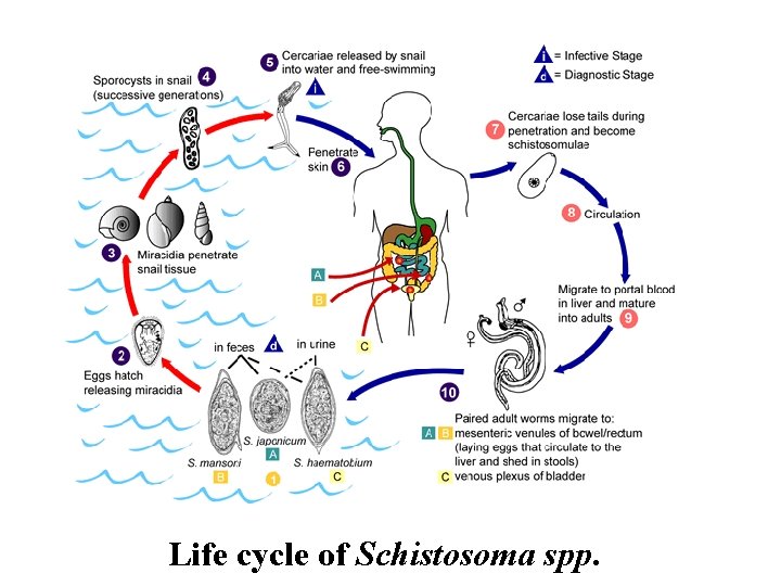 Life cycle of Schistosoma spp. 