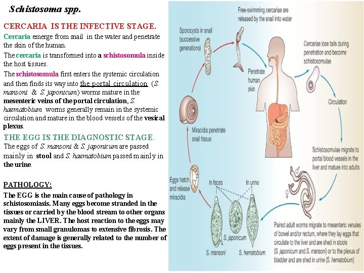 Schistosoma spp. CERCARIA IS THE INFECTIVE STAGE. Cercaria emerge from snail in the water