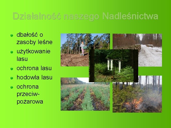 Działalność naszego Nadleśnictwa dbałość o zasoby leśne użytkowanie lasu ochrona lasu hodowla lasu ochrona