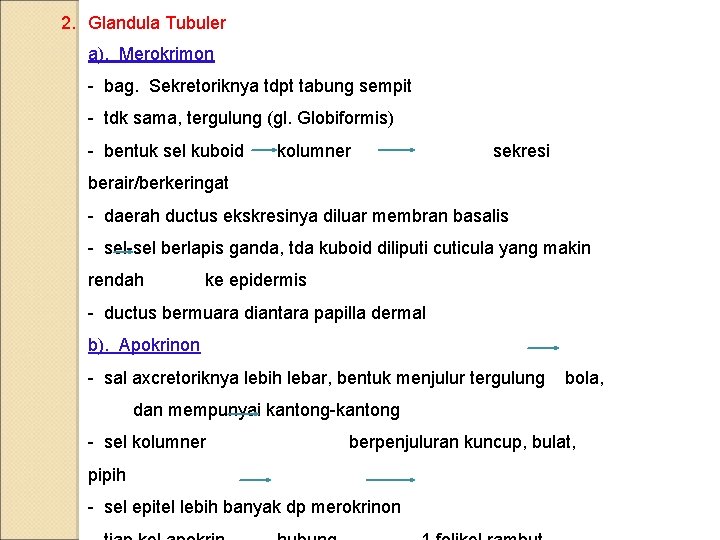 2. Glandula Tubuler a). Merokrimon - bag. Sekretoriknya tdpt tabung sempit - tdk sama,