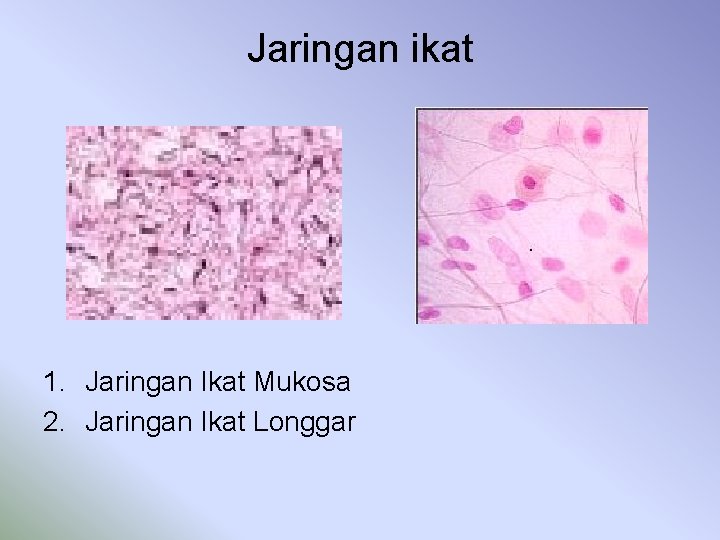 Jaringan ikat 1. Jaringan Ikat Mukosa 2. Jaringan Ikat Longgar 