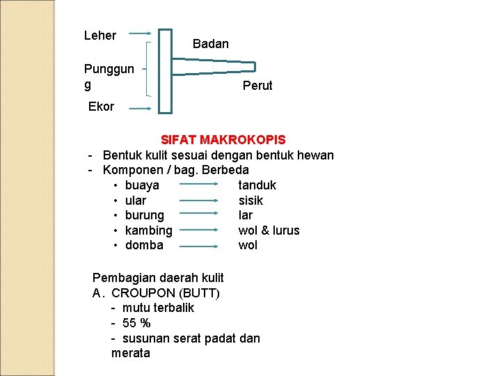 Leher Punggun g Badan Perut Ekor SIFAT MAKROKOPIS - Bentuk kulit sesuai dengan bentuk