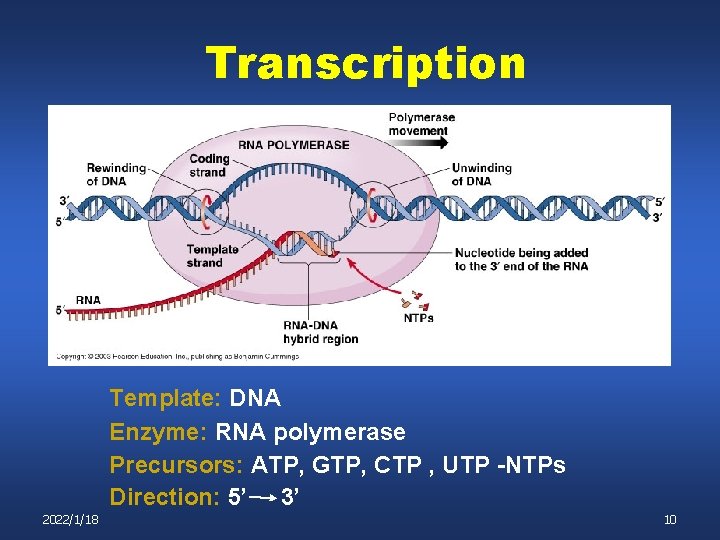 Transcription Template: DNA Enzyme: RNA polymerase Precursors: ATP, GTP, CTP , UTP -NTPs Direction: