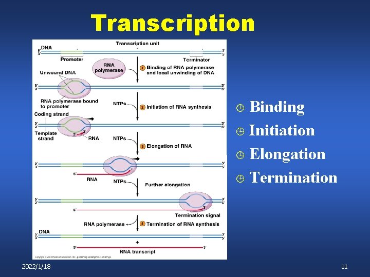 Transcription Binding ¹ Initiation ¹ Elongation ¹ Termination ¹ 2022/1/18 11 