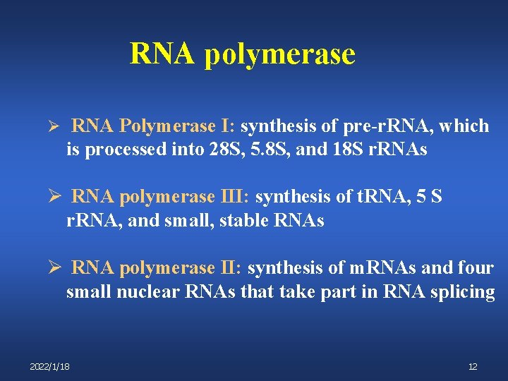RNA polymerase Ø RNA Polymerase I: synthesis of pre-r. RNA, which is processed into