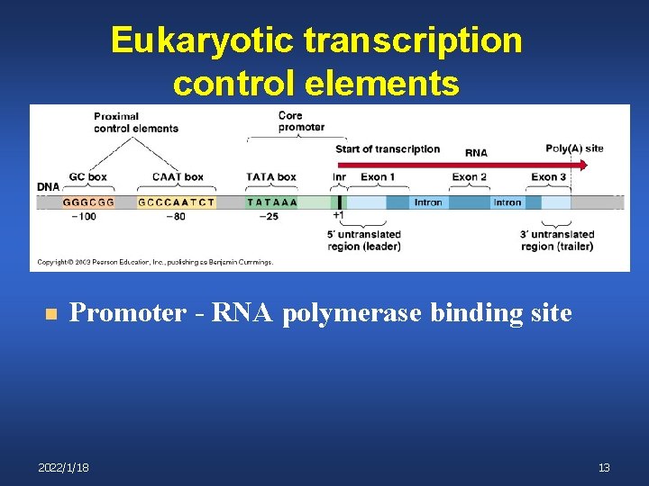 Eukaryotic transcription control elements n Promoter - RNA polymerase binding site 2022/1/18 13 