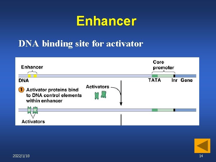 Enhancer DNA binding site for activator 2022/1/18 14 