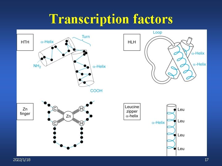Transcription factors 2022/1/18 17 