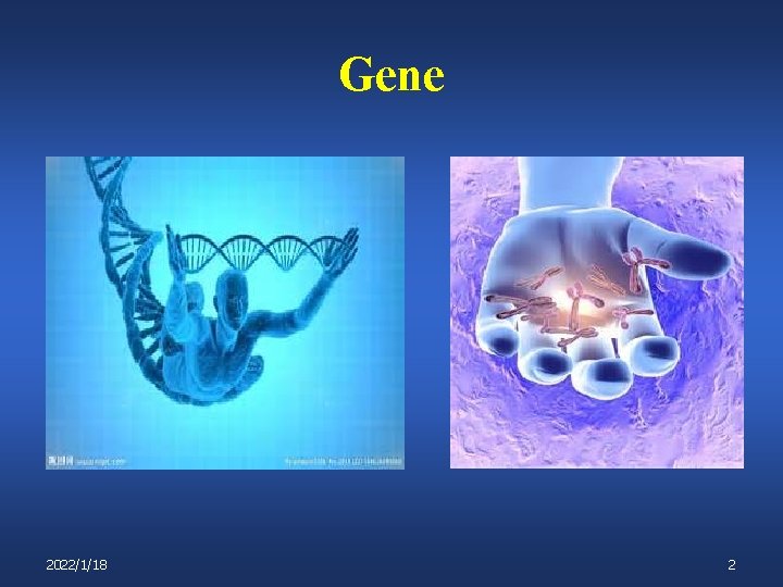 Gene 2022/1/18 2 