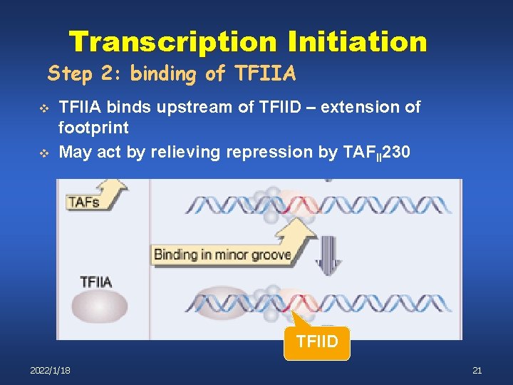 Transcription Initiation Step 2: binding of TFIIA v v TFIIA binds upstream of TFIID