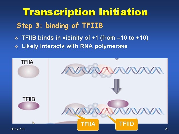 Transcription Initiation Step 3: binding of TFIIB v v TFIIB binds in vicinity of